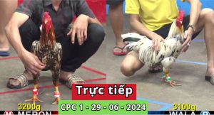 Trực Tiếp thomo CPC1 ngày 29-06-2024 sảnh đá gà thomo nhà cái SV388 là sự kiện không thể bỏ lỡ cho những người yêu thích trận đấu đá gà trực tiếp. Trải nghiệm từng pha đấu qua video livestream chất lượng, đặt cược người thắng, số lượng cú đấm và tỷ lệ thắng thua. Kết nối với cộng đồng người chơi qua tính năng chat, chia sẻ dự đoán và kinh nghiệm. Sự hấp dẫn và kịch tính đang chờ đón bạn tại Trực Tiếp thomo CPC1 ngày 29-06-2024. button> 01 02 03 04 05 06 07 08 09 10 11 12 13 14 15 16 Trực Tiếp thomo CPC1 ngày 29-06-2024 Trực Tiếp thomo cpc1 | 29/06/2024 là 16 trận. Thường thì mỗi sự kiện đá gà có thể có nhiều trận đấu diễn ra trong ngày, nhưng số lượng trận cụ thể có thể thay đổi tùy theo chương trình và thời gian của sự kiện. Trên đây là tất cả trận đấu của sảnh cpc1 ngày 29/06/2024. Các trận đá gà tại sảnh cpc1 mang đến những đặc tính đa dạng và thú vị. Từ những pha đấu kịch tính, cú đấm mạnh mẽ đến sự kết hợp giữa truyền thống và công nghệ trực tuyến. Người chơi có cơ hội đặt cược theo sở thích, thể hiện chiến lược cá cược và cảm nhận sự hồi hộp từ mỗi cuộc đối đầu. Chất lượng video livestream tạo nên trải nghiệm chân thực. Cộng đồng người chơi sẽ cùng tương tác, chia sẻ dự đoán và kinh nghiệm, tạo nên không gian giao lưu thú vị. Đặc tính độc đáo của các trận đá gà tại cpc4 sẽ đưa người chơi vào một cuộc hành trình đầy sự hấp dẫn và niềm vui. [caption id="attachment_316" align="aligncenter" width="960"] Trực Tiếp thomo CPC1 ngày 29-06-2024[/caption]