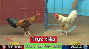 Trực Tiếp thomo CPC4 ngày 30-06-2024