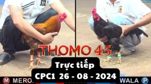 Trực Tiếp thomo CPC1 ngày 26-08-2024