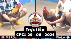 Trực Tiếp thomo CPC1 ngày 29-08-2024