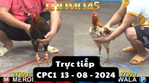 Trực Tiếp thomo CPC1 ngày 13-08-2024