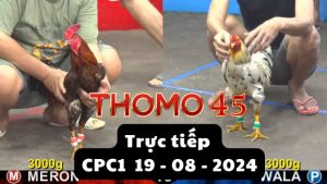 Trực Tiếp thomo CPC1 ngày 19-08-2024