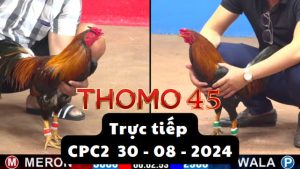 Trực Tiếp thomo CPC2 ngày 30-08-2024