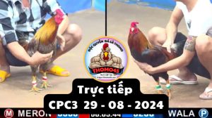 Trực Tiếp thomo CPC3 ngày 29-08-2024