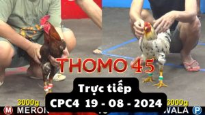 Trực Tiếp thomo CPC4 ngày 19-08-2024