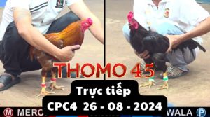 Trực Tiếp thomo CPC4 ngày 26-08-2024