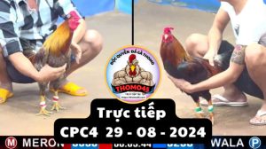 Trực Tiếp thomo CPC4 ngày 29-08-2024