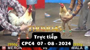 Trực Tiếp thomo CPC4 ngày 07-08-2024