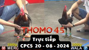 Trực Tiếp thomo CPC5 ngày 20-08-2024