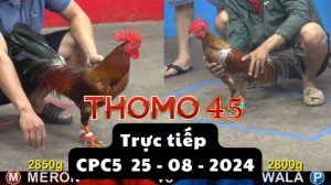 Trực Tiếp thomo CPC5 ngày 25-08-2024