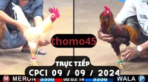 Trực Tiếp thomo CPC1 ngày 09-09-2024
