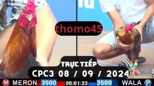 Trực Tiếp thomo CPC3 ngày 08-09-2024