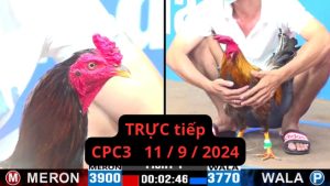 Trực Tiếp thomo CPC3 ngày 11-09-2024