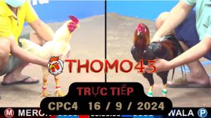 Trực Tiếp thomo CPC4 ngày 16-09-2024