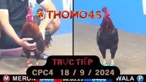 Trực Tiếp thomo CPC4 ngày 18-09-2024
