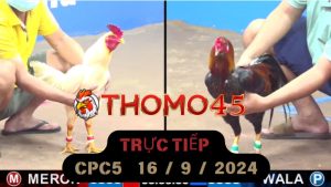 Trực Tiếp thomo CPC5 ngày 16-09-2024