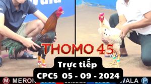 Trực Tiếp thomo CPC5 ngày 05-09-2024