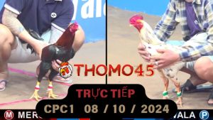Trực Tiếp thomo CPC1 ngày 08-10-2024