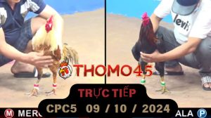 Trực Tiếp thomo CPC5 ngày 09-10-2024